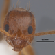 Image for article titled Southern United States Invaded by "Hairy, Crazy Ants" that Attack Electrical Systems